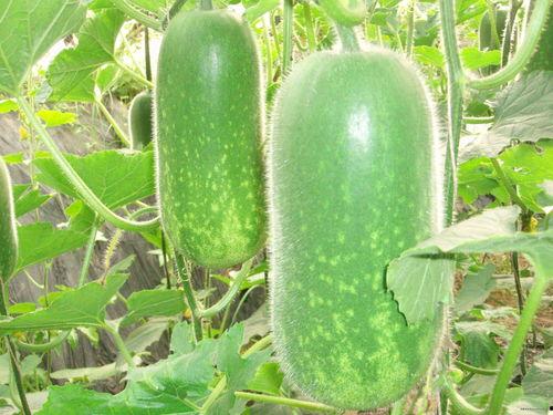 慧聪吃瓜视频大全,揭秘娱乐圈幕后趣闻