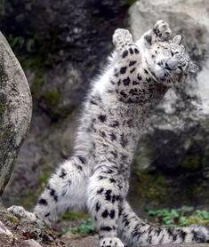 孕妇可以吃雪豹瓜,雪豹瓜，孕妇的滋补佳品