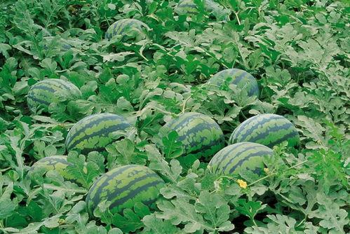 虞美人吃别人瓜,引发邻里纷争