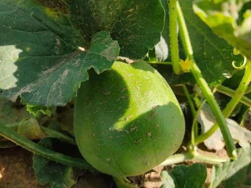 卡总吃瓜,揭秘娱乐圈幕后风云