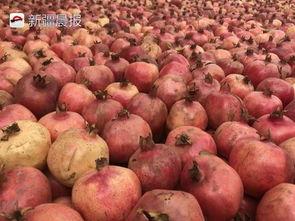 石榴熟了吃瓜,共享丰收喜悦