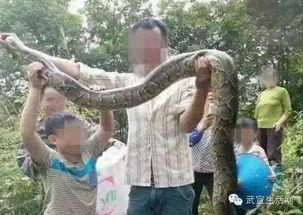 大花蟒吃瓜事件
