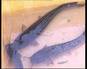 埃及鲶鱼吃瓜,瓜果飘香中的水下美食探险