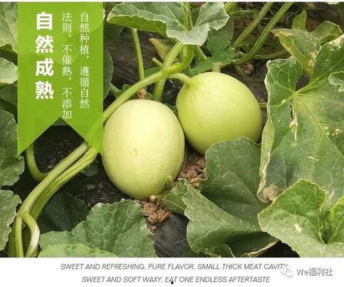 吃瓜产地在哪,探寻各地特色吃瓜产地之旅