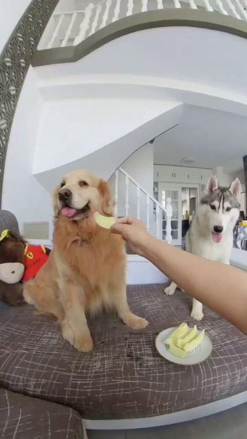 小狗吃生小瓜,生小瓜成新宠