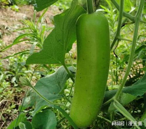 新鲜瓠子瓜怎么吃,新鲜瓠子瓜的多样食法探索