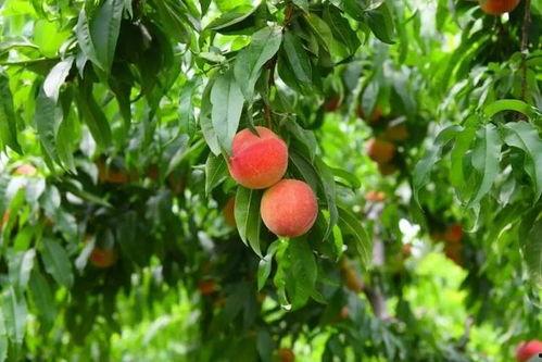 宁陵乔楼吃瓜,夏日炎炎，吃瓜群众欢乐多