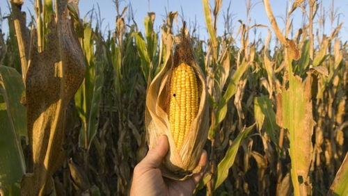 哈密瓜玉米一起吃吗